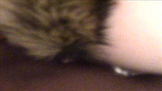 Ado poilu aime jouer avec ses pieds, Jeune Chatte