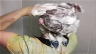 Poussins chauds dans la boue, Pornhub